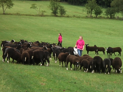 Beltex sheep with the Black sheep The Zwartble flock